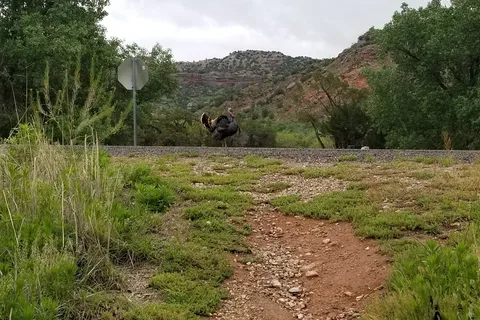 Hackberry - Palo Duro Canyon State Park