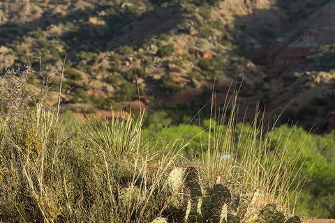 Hackberry - Palo Duro Canyon State Park