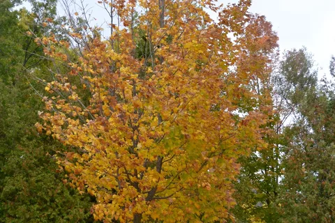 Toronto West KOA Holiday