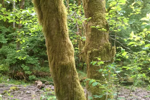 Tillamook State Forest - Jordan Creek