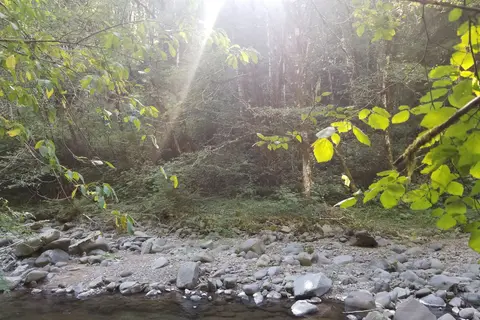 Tillamook State Forest - Jordan Creek
