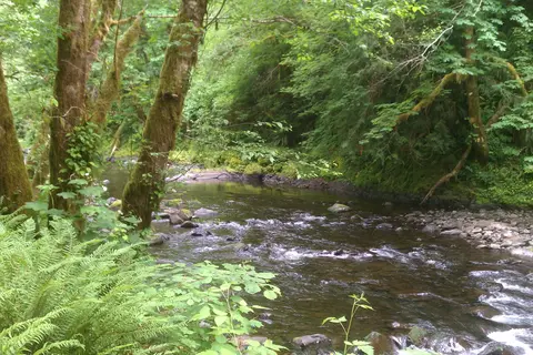 Tillamook State Forest - Jordan Creek