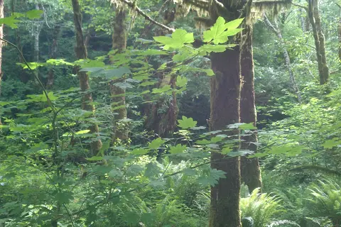 Tillamook State Forest - Jordan Creek
