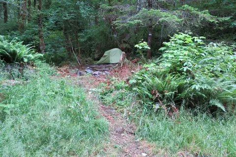 Tillamook State Forest - Jordan Creek