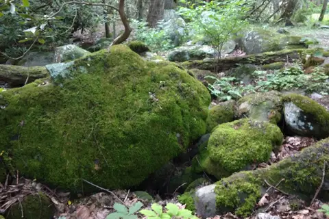 Anthony Creek Horse Camp - Great Smoky Mountains National Park