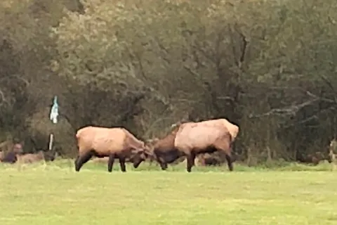 Wapiti RV Park