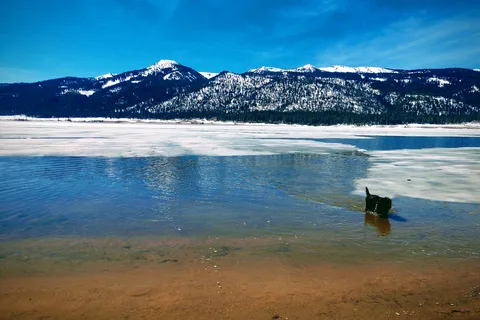 Blue Heron - Lake Cascade State Park