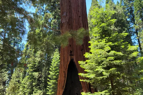 Kings Canyon National Park