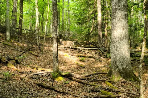 Little Beaver State Park