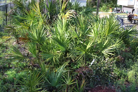 Bonita Palms RV Park