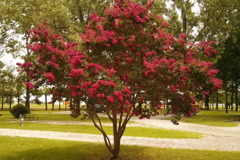 Memphis KOA Journey
