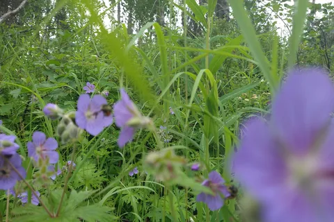 Byers Lake Campground - Denali State Park