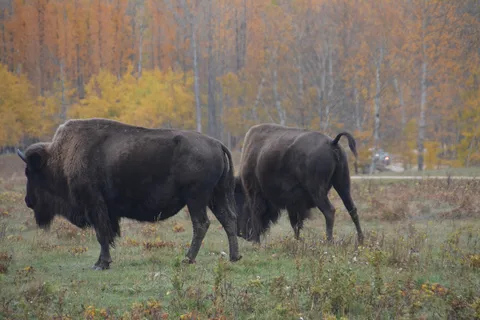 Astotin Lake Campground - Elk Island National Park