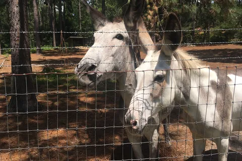 Equestrian - General Coffee State Park