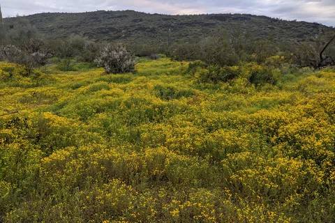 Pioneer RV Resort (55+)