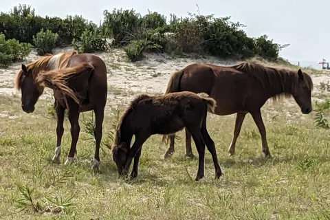 Bayside - Assateague Island National Seashore