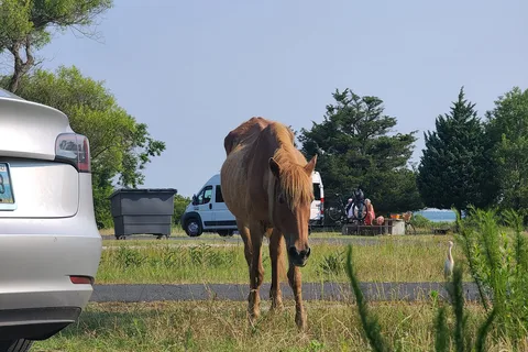 Bayside - Assateague Island National Seashore