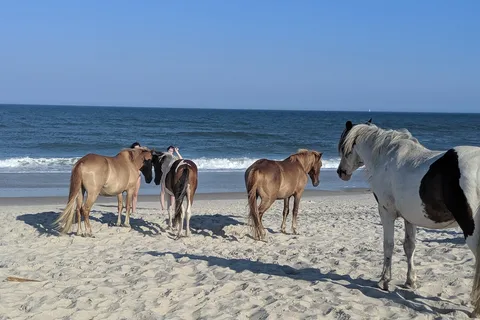 Bayside - Assateague Island National Seashore