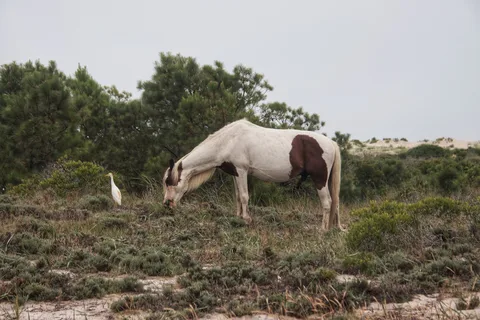Bayside - Assateague Island National Seashore