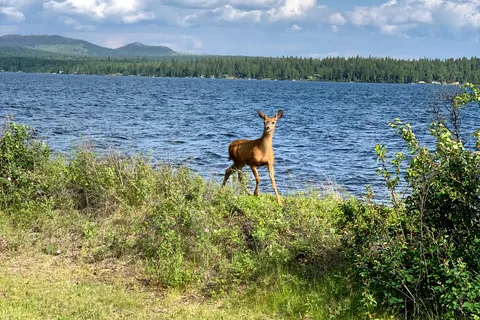 Arrowhead - Green Lake Provincial Park
