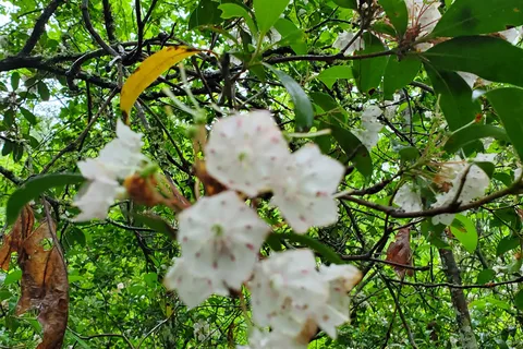 Oak Ridge Campground - Prince William Forest Park