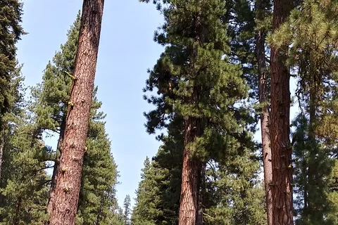 Butte Lake - Lassen Volcanic National Park