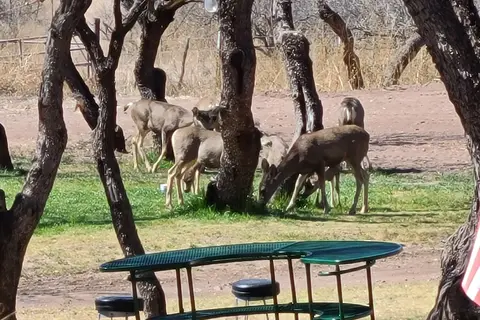 Mesquite Ranch Campground