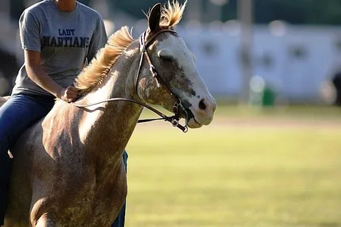 Elba Equestrian Complex