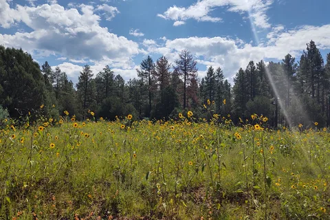 Lower Log Road Apache Indian Res