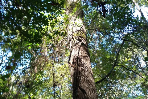 Governor Hogg Park and RV Park