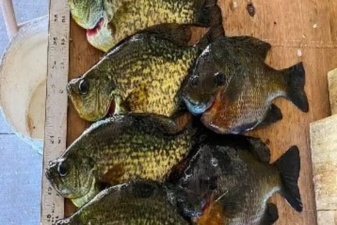 Bluejay Fishing and Camping Resort