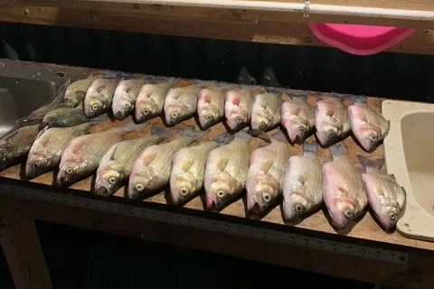 Bluejay Fishing and Camping Resort