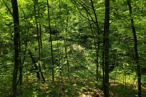 Nerstrand Big Woods State Park