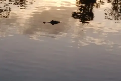 Lettuce Lake Travel Resort