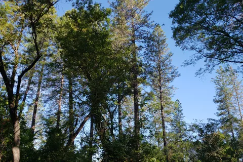 Lake Francis Resort