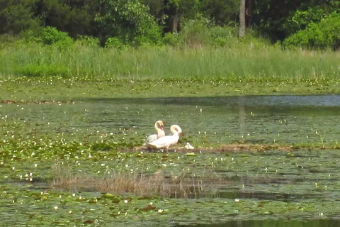 Crooked Lake - Pinckney State Recreation Area