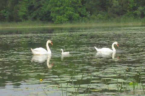 Crooked Lake - Pinckney State Recreation Area