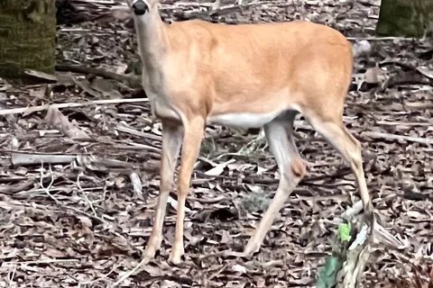 Big Flats - Myakka River State Park