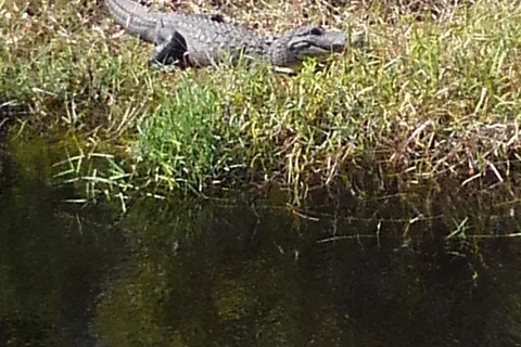 Big Flats - Myakka River State Park