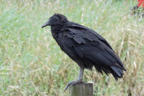 Big Flats - Myakka River State Park
