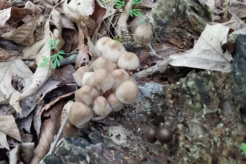 Hidden Springs State Forest