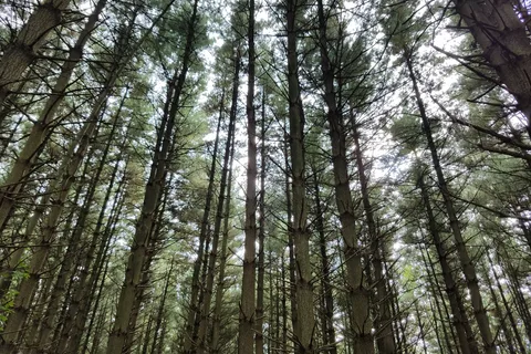 Hidden Springs State Forest