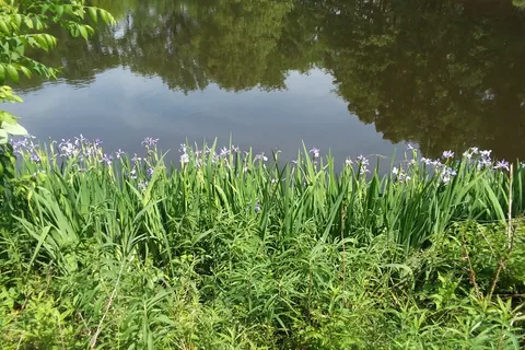 Hidden Springs State Forest