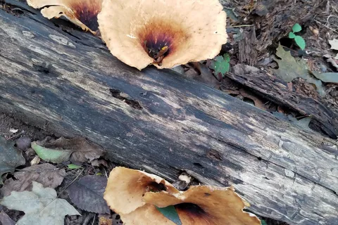 Hidden Springs State Forest