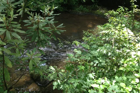 Mt Pisgah Campground - Blue Ridge Parkway National Park