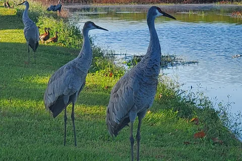 Lake Toho Resort