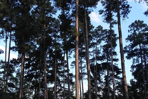 Whispering Pines RV Park and Lodging