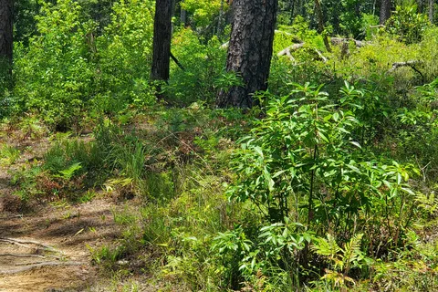 Falling Waters State Park Campground