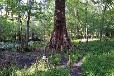 Gilchrist Blue Springs State Park