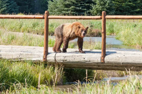 Dyea Campground - Klondike Gold Rush National Historic Park